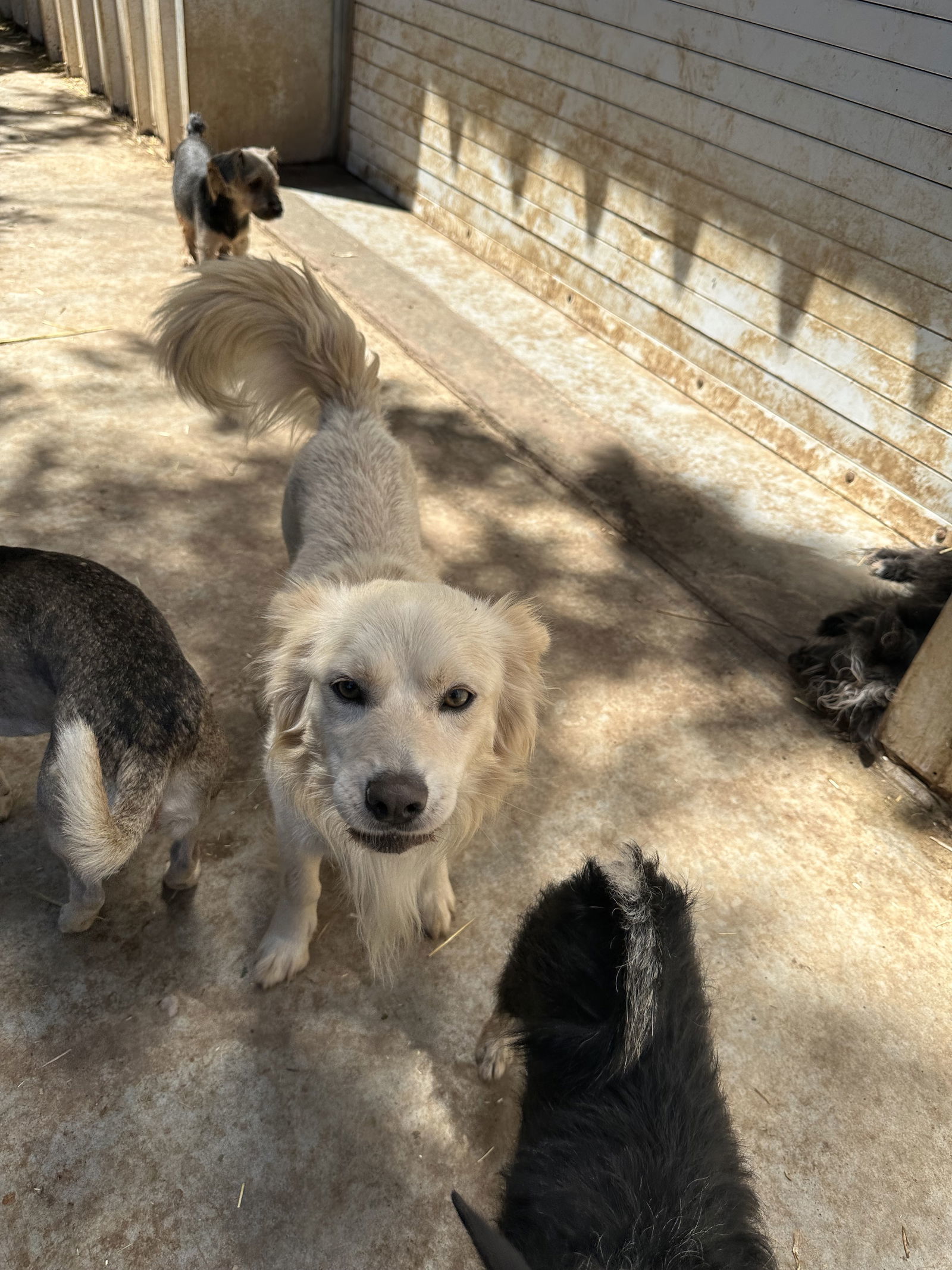 STANN, an adoptable Spaniel, Eskimo Dog in Chico, CA, 95973 | Photo Image 3