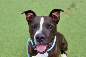 COOPER Mixed Breed Dog