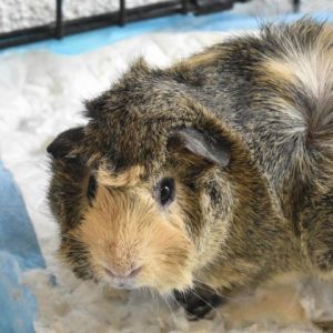 Pig Pen is a fluffy adult guinea pig looking for a friend for life Guinea pigs have distinct person
