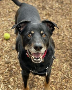 OSCAR Australian Kelpie Dog