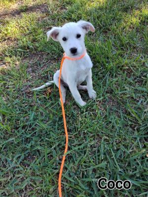 You can fill out an adoption application online on our official website Coco TX is a male lab mix