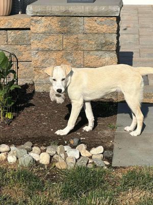 Coco (TX) Labrador Retriever Dog
