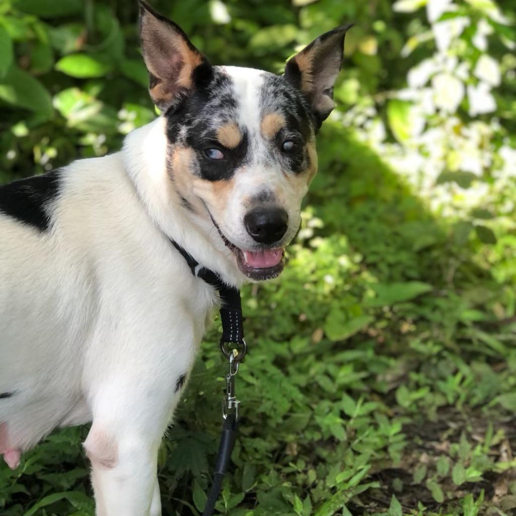 sweetheart, an adoptable Catahoula Leopard Dog, Australian Cattle Dog / Blue Heeler in Keaau, HI, 96749 | Photo Image 1