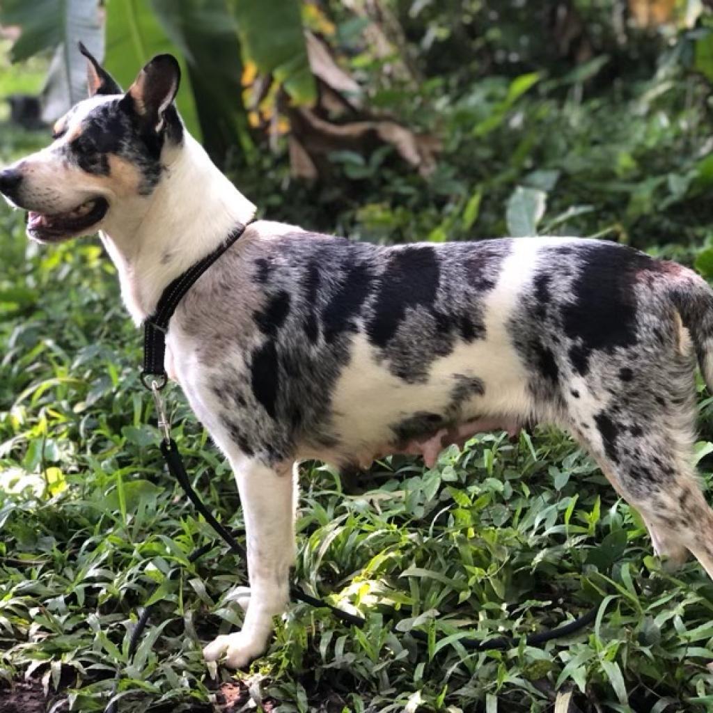 sweetheart, an adoptable Catahoula Leopard Dog, Australian Cattle Dog / Blue Heeler in Keaau, HI, 96749 | Photo Image 2