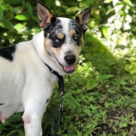 Sweetheart, an adoptable Catahoula Leopard Dog, Australian Cattle Dog / Blue Heeler in Keaau, HI, 96749 | Photo Image 3