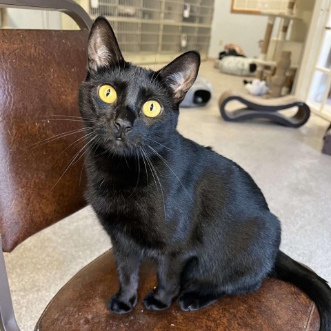 Megan, an adoptable Domestic Short Hair in Conway, NH, 03818 | Photo Image 1