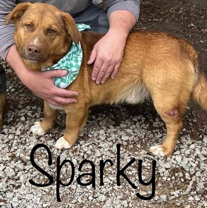 Sparky, an adoptable Basset Hound, Mixed Breed in Ashland, WI, 54806 | Photo Image 2