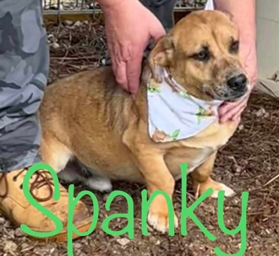 Spanky, an adoptable Basset Hound, Mixed Breed in Ashland, WI, 54806 | Photo Image 2