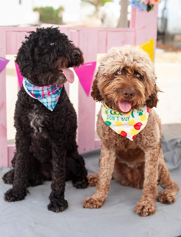 Pearl-Bonded pair with Winnie, an adoptable Cockapoo in Shawnee, OK, 74804 | Photo Image 1