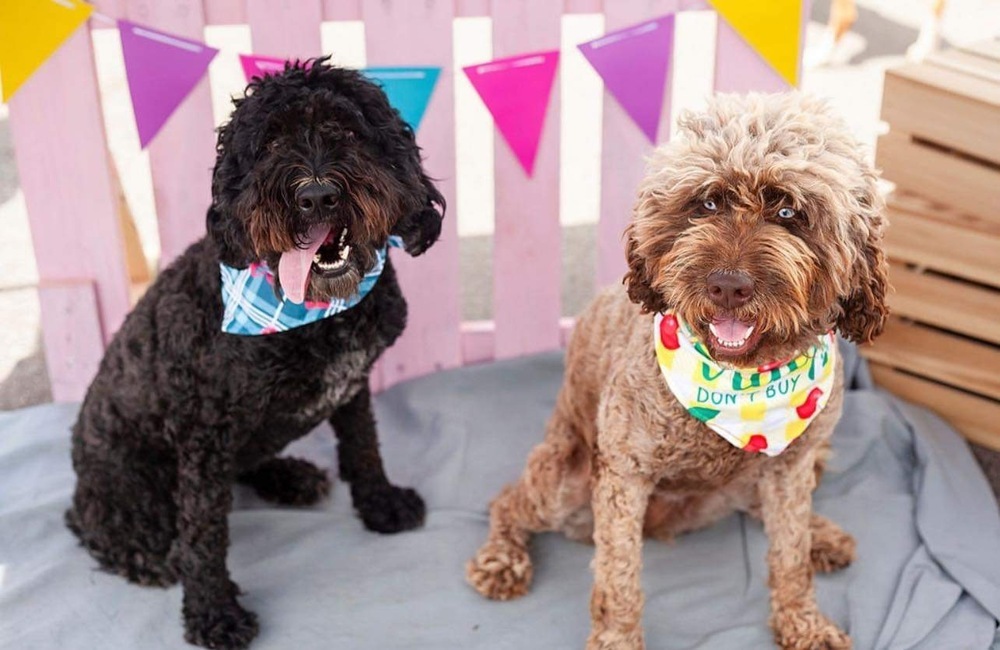 Pearl-Bonded pair with Winnie, an adoptable Cockapoo in Shawnee, OK, 74804 | Photo Image 3