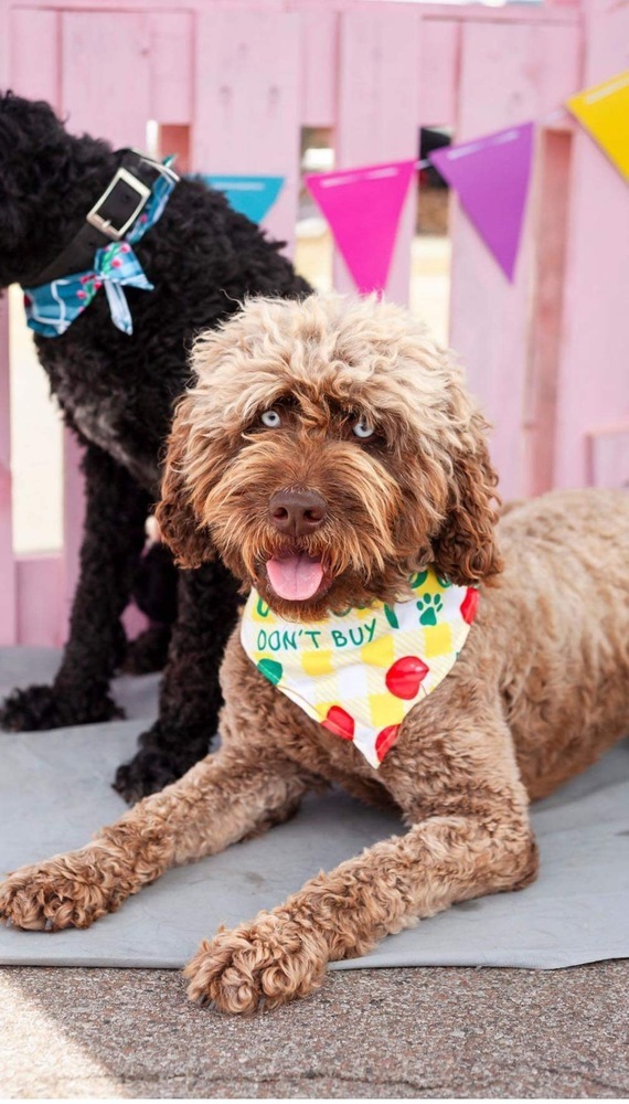 Winnie-Bonded Pair with Pearl, an adoptable Cockapoo in Shawnee, OK, 74804 | Photo Image 1