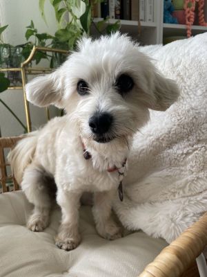 Meet Paul the delightful maltipoo mix whos ready to steal your heart with his 
