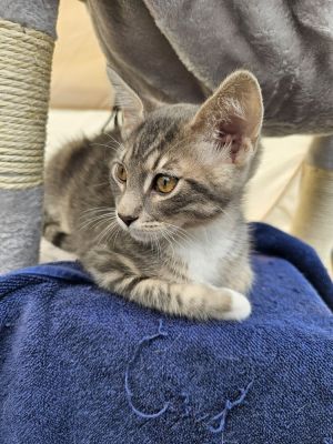 Meet Stevie the Adventurous Grey Tabby Stevie is a neutered male grey tabby who will steal your 
