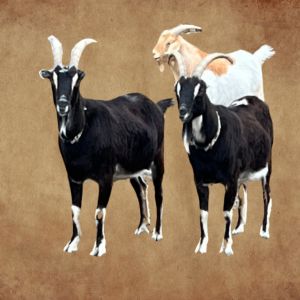 Crinkle and Moonshine, Adult Male unknown