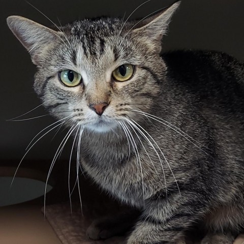 Echo, an adoptable American Shorthair in Ponca City, OK, 74604 | Photo Image 1