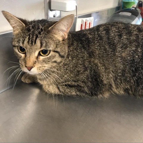 Echo, an adoptable American Shorthair in Ponca City, OK, 74604 | Photo Image 2