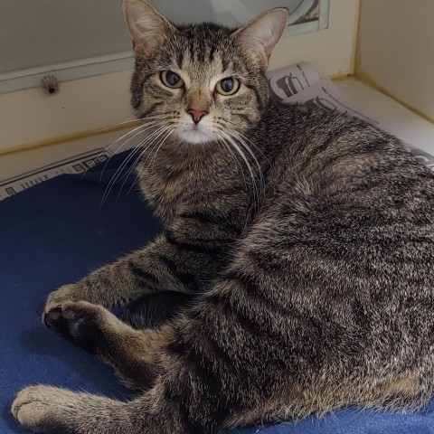 Echo, an adoptable American Shorthair in Ponca City, OK, 74604 | Photo Image 3