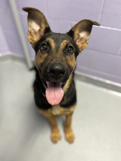 Dog for adoption - Tao, a German Shepherd Dog in Toronto, ON | Petfinder