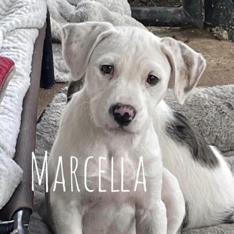 Marcella 1