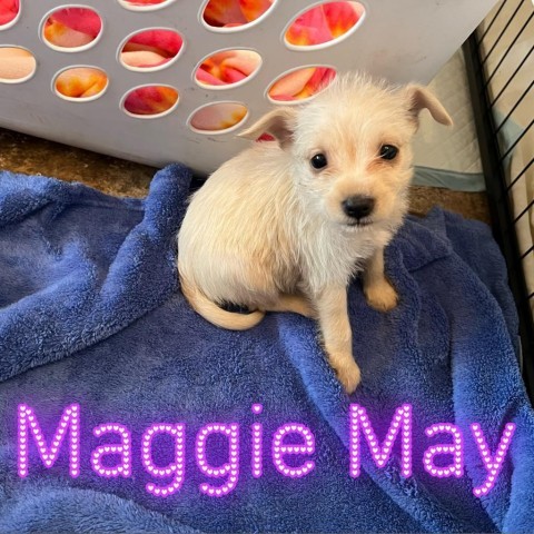 MaggieMay 3