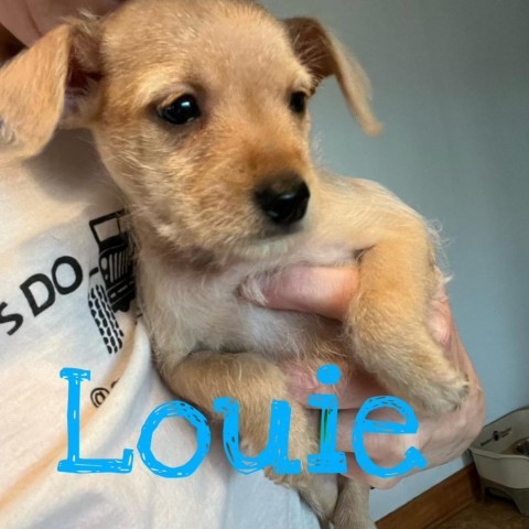 Louie 2