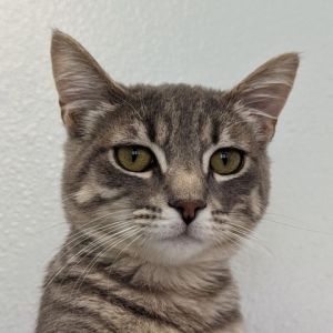 Meet Pepsi This bubbly 6-month-old kitten enjoys chasing balls and other toys playing with his lit
