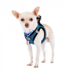 Rupee 11788 Chihuahua Dog