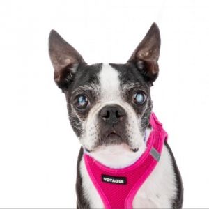 Meeko a confident Boston Terrier of excruciating cuteness has an announcement Just because a dog 