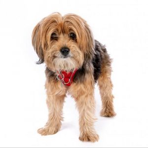 Marty 4161 Silky Terrier Dog