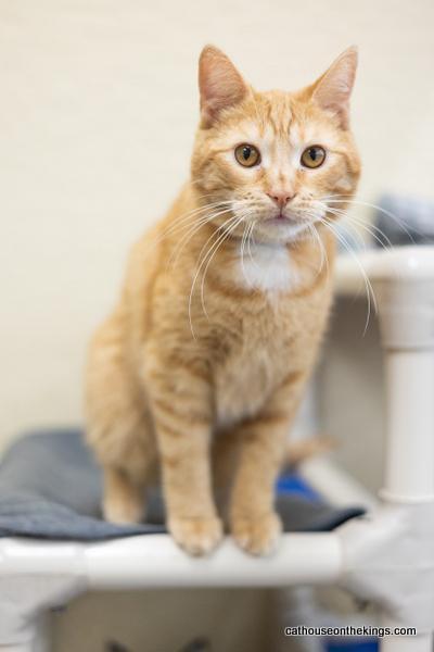 Carl, an adoptable Tabby in Parlier, CA, 93648 | Photo Image 1