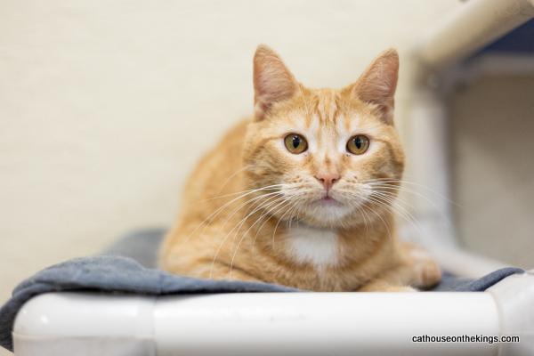 Carl, an adoptable Tabby in Parlier, CA, 93648 | Photo Image 2