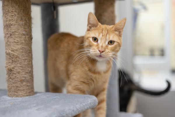 Carl, an adoptable Tabby in Parlier, CA, 93648 | Photo Image 2