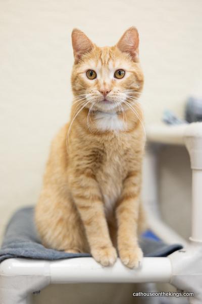 Carl, an adoptable Tabby in Parlier, CA, 93648 | Photo Image 3