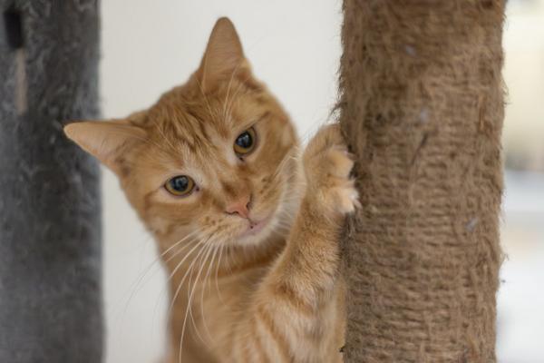 Carl, an adoptable Tabby in Parlier, CA, 93648 | Photo Image 3