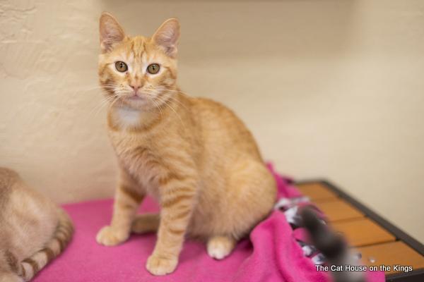 Carl, an adoptable Tabby in Parlier, CA, 93648 | Photo Image 4