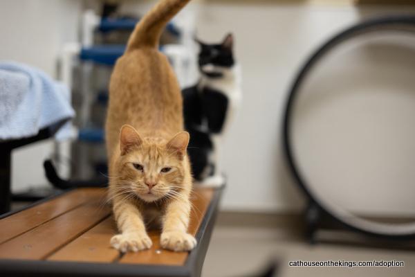 Carl, an adoptable Tabby in Parlier, CA, 93648 | Photo Image 4