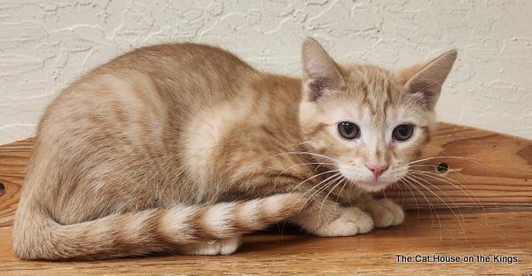 Carl, an adoptable Tabby in Parlier, CA, 93648 | Photo Image 5