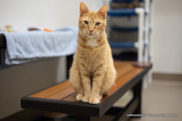 Carl, an adoptable Tabby in Parlier, CA, 93648 | Photo Image 5