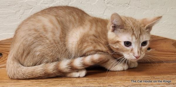 Carl, an adoptable Tabby in Parlier, CA, 93648 | Photo Image 6