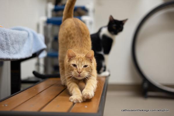 Carl, an adoptable Tabby in Parlier, CA, 93648 | Photo Image 6