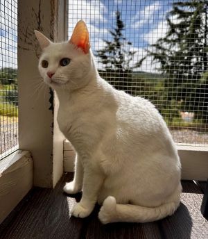 Hi Im Snow and Im a sweet and sassy girl looking for a home where I can be yo