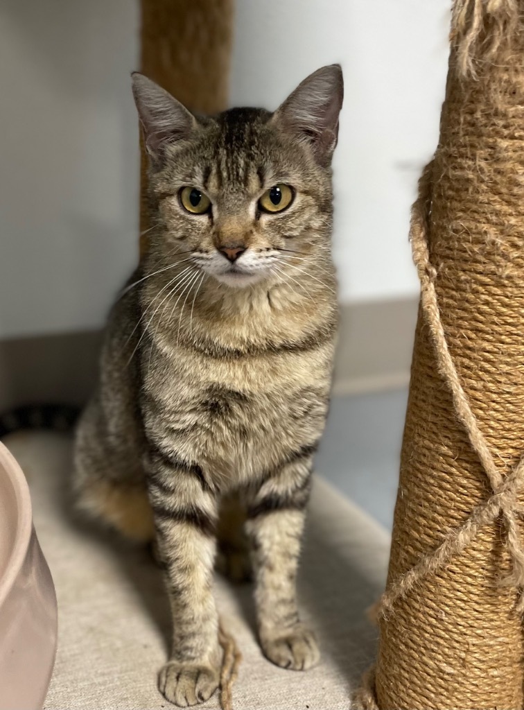 Ophelia, an adoptable Domestic Short Hair in Batesville, AR, 72501 | Photo Image 1