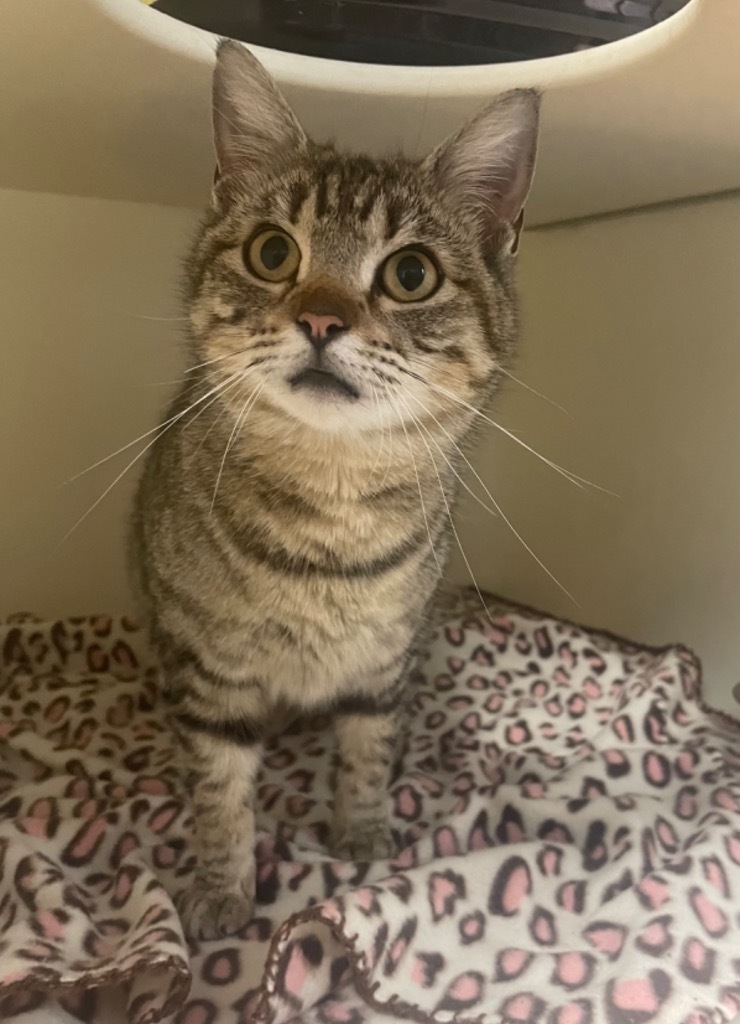 Ophelia, an adoptable Domestic Short Hair in Batesville, AR, 72501 | Photo Image 2