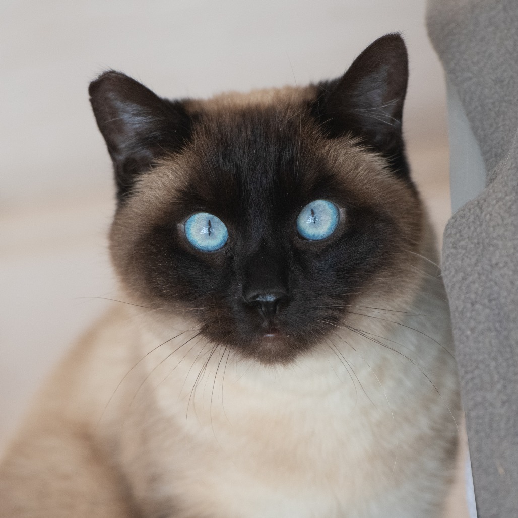 Caldera, an adoptable Siamese in Kanab, UT, 84741 | Photo Image 1