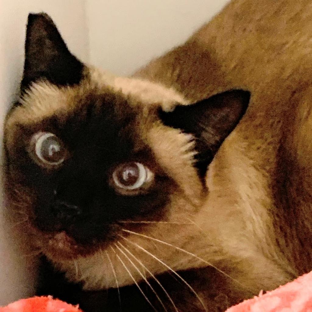 Caldera, an adoptable Siamese in Kanab, UT, 84741 | Photo Image 2