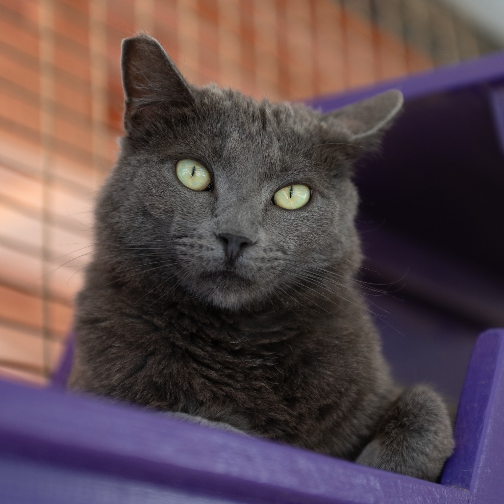 Vesuvius, an adoptable Domestic Short Hair in Kanab, UT, 84741 | Photo Image 1
