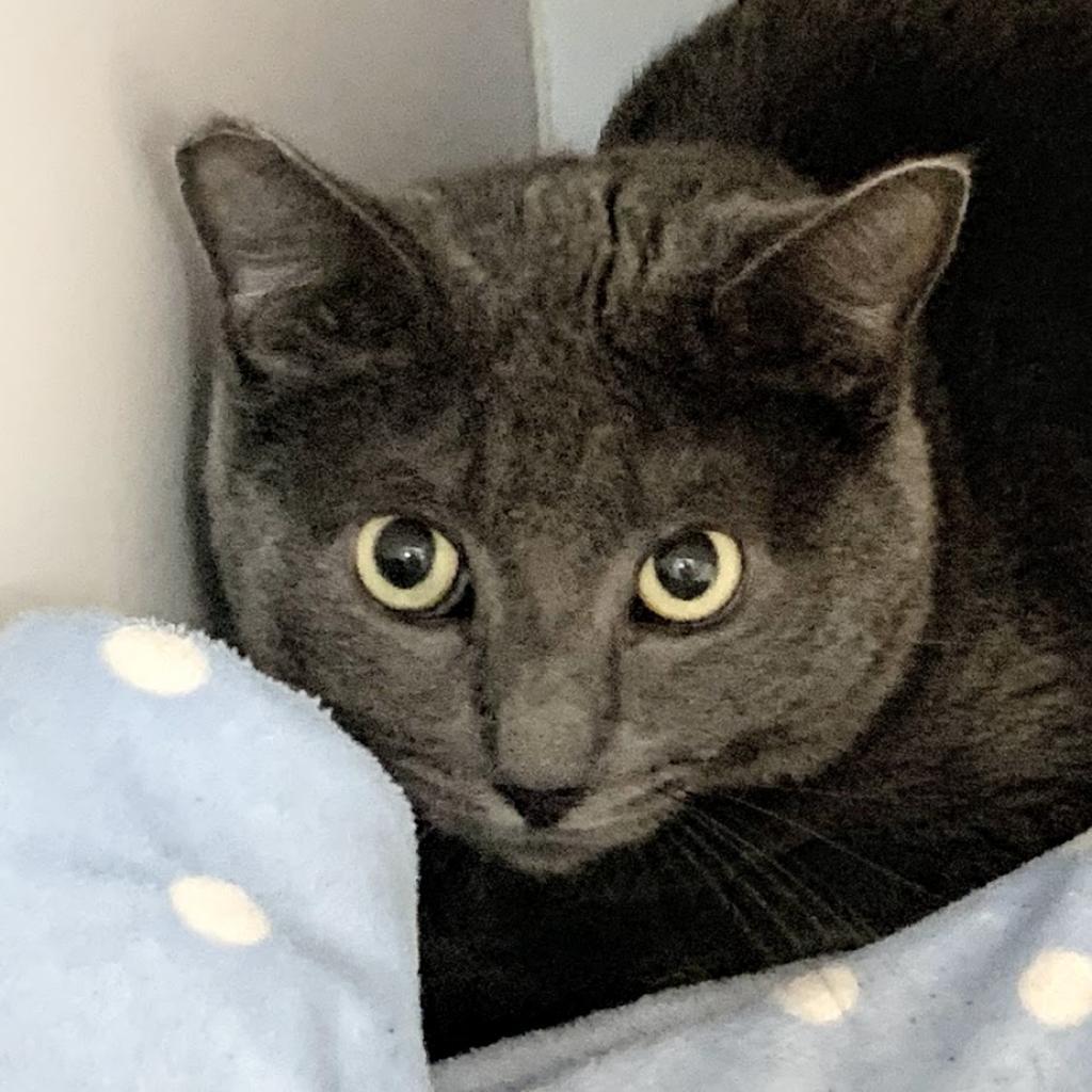 Vesuvius, an adoptable Domestic Short Hair in Kanab, UT, 84741 | Photo Image 2