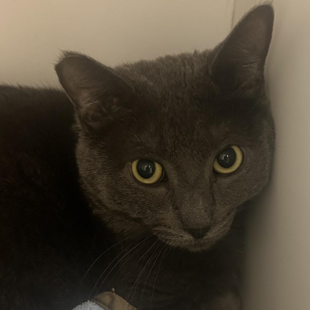 Vesuvius, an adoptable Domestic Short Hair in Kanab, UT, 84741 | Photo Image 3