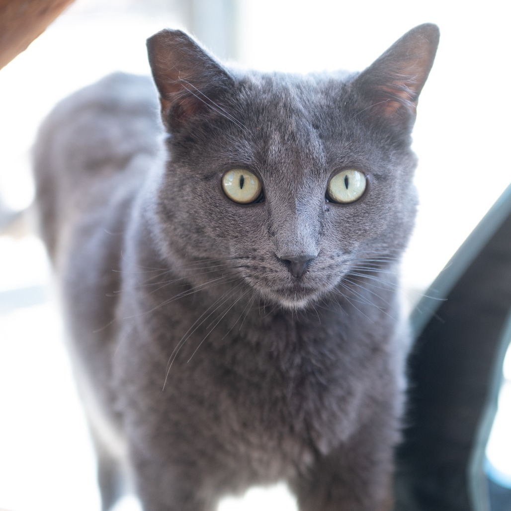 Vesuvius, an adoptable Domestic Short Hair in Kanab, UT, 84741 | Photo Image 4