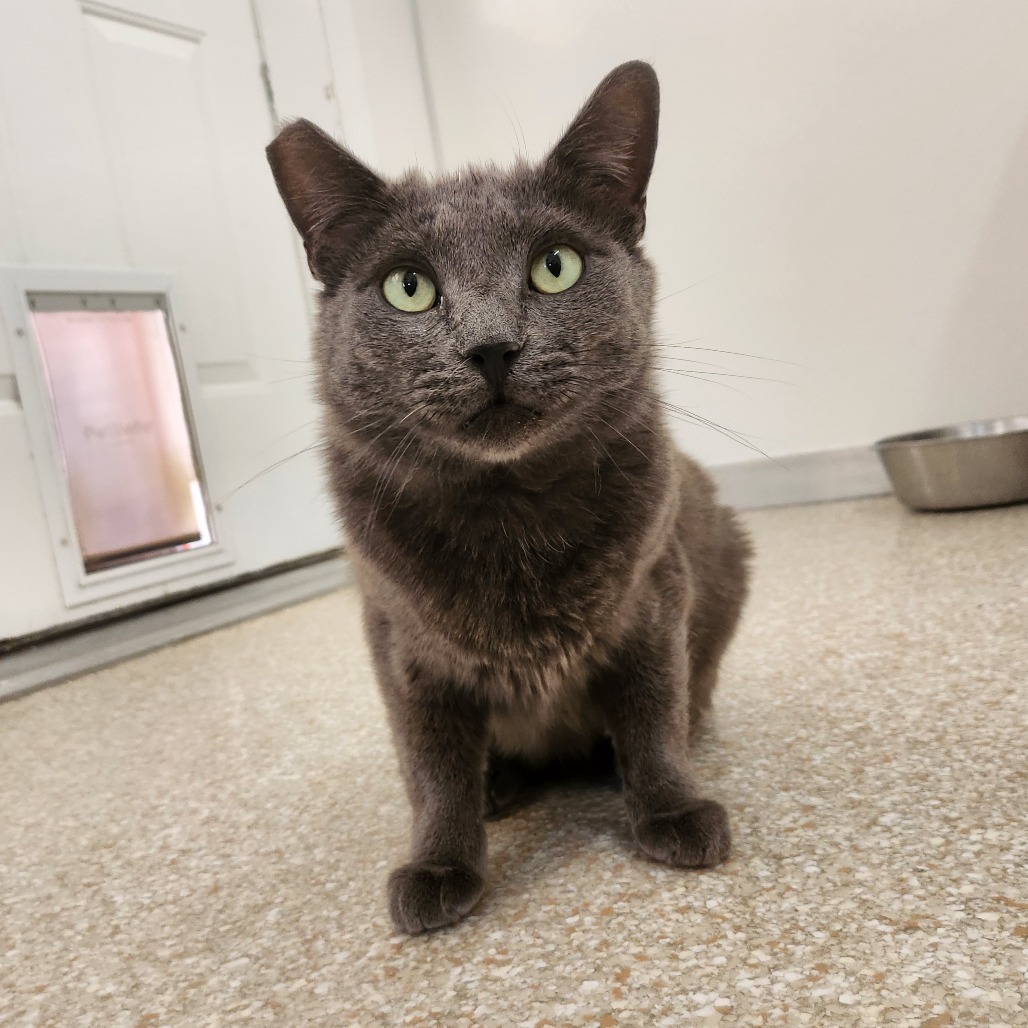 Vesuvius, an adoptable Domestic Short Hair in Kanab, UT, 84741 | Photo Image 5